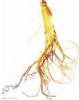 Ginseng Root Extract